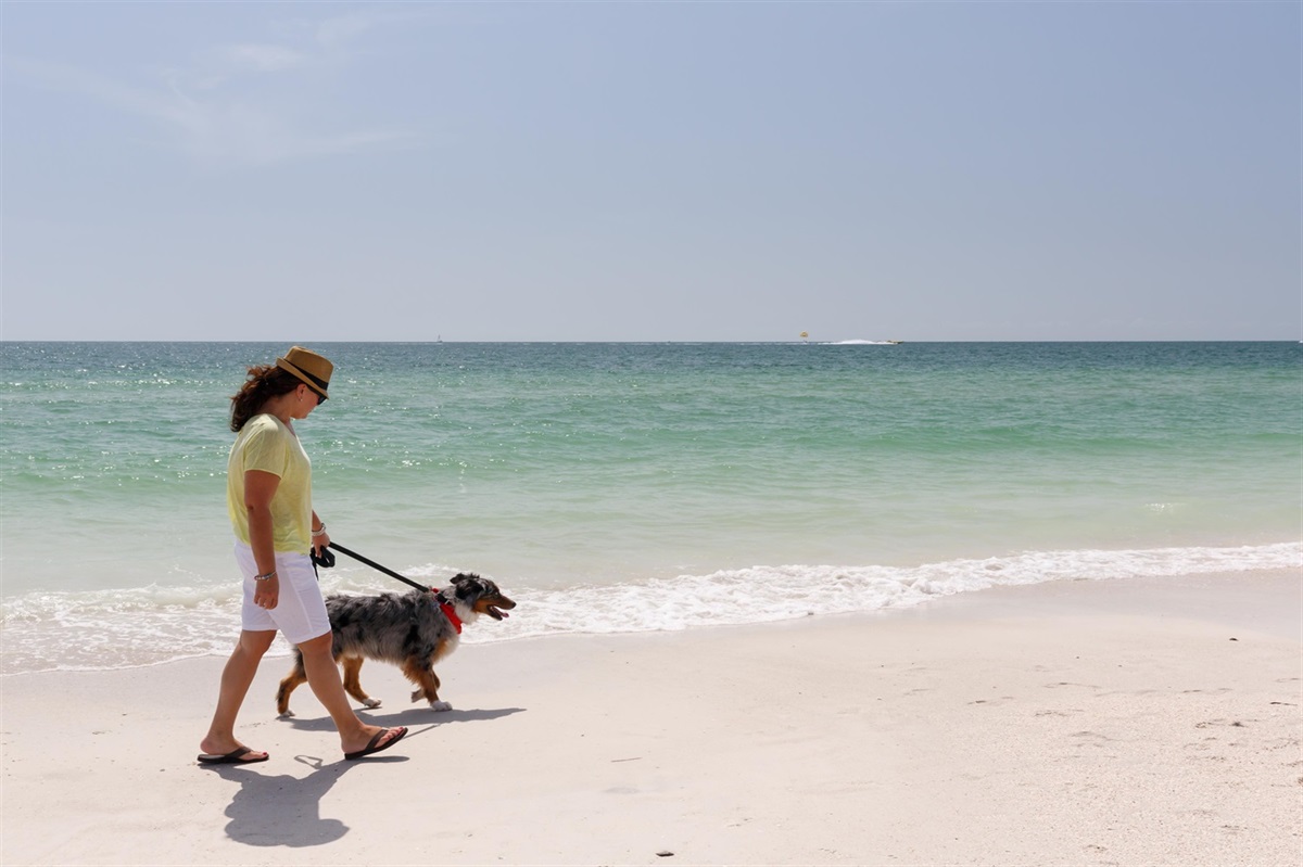 are dogs allowed on north clearwater beach