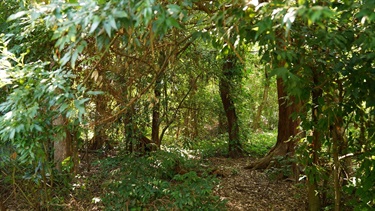 trees and undergrowth at cypress park