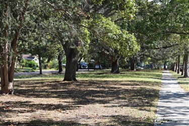 trees and sidewalk at harding plaza