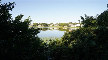 View of the lake between trees