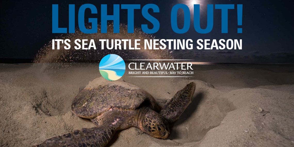 Sea_Turtle_Nesting_Season