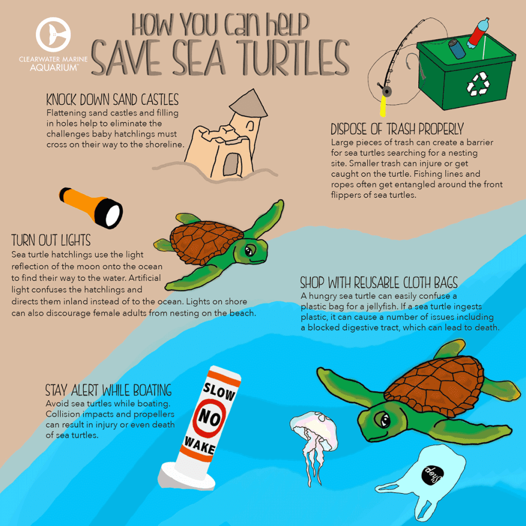 help-sea-turtles-infographic
